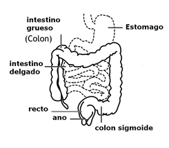 intestino nutricion